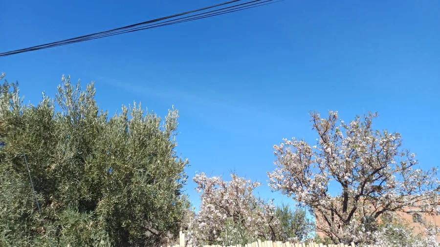 Olivovník a mandloň vedle sebe