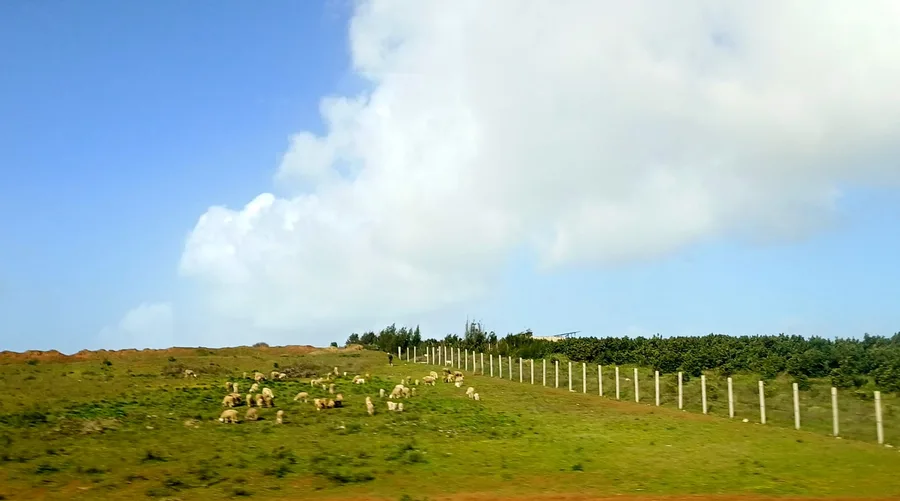 Chovají se tu hojně ovce a krávy (jenže utíkají z objektivu, takže jen takto pro info)