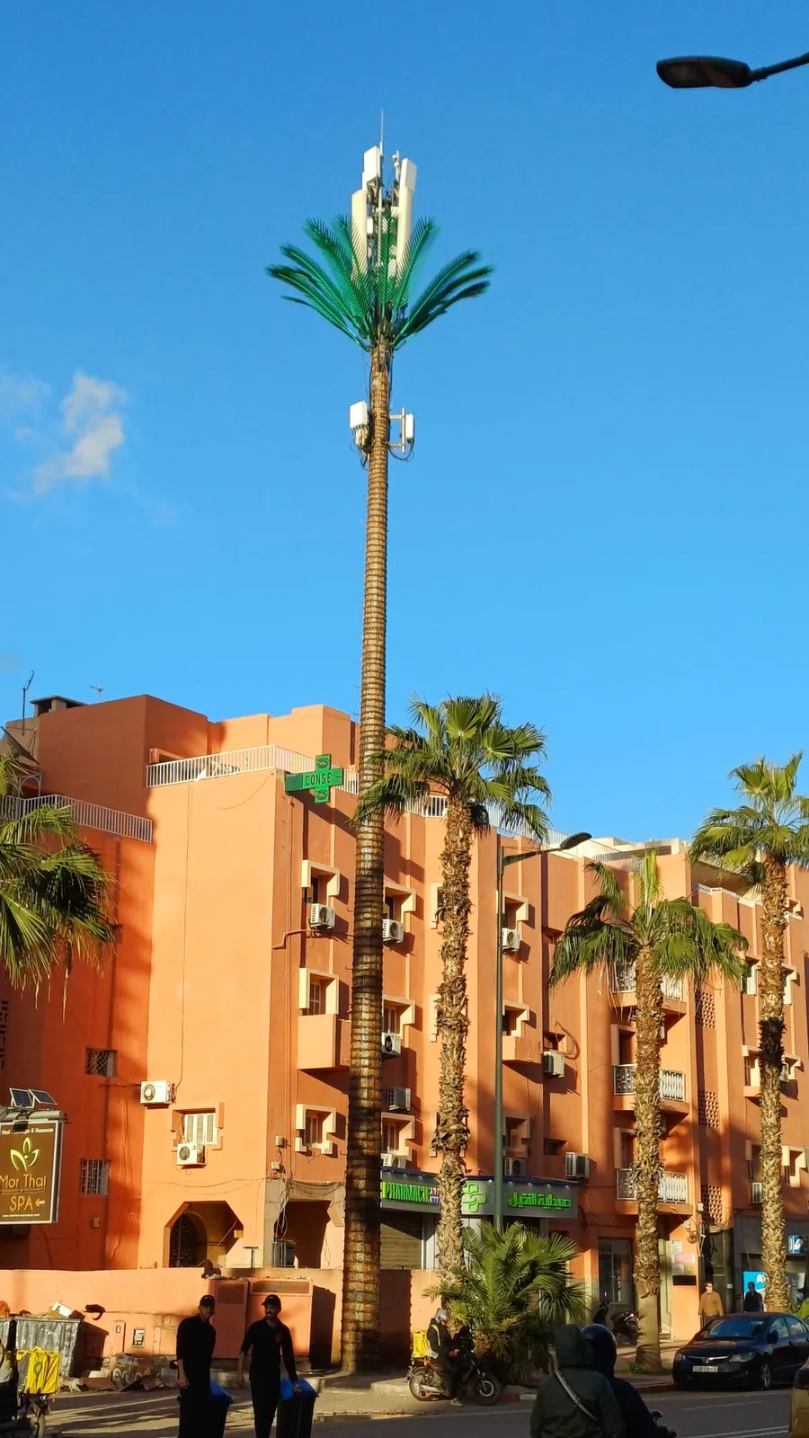 Jaká to krásná palma